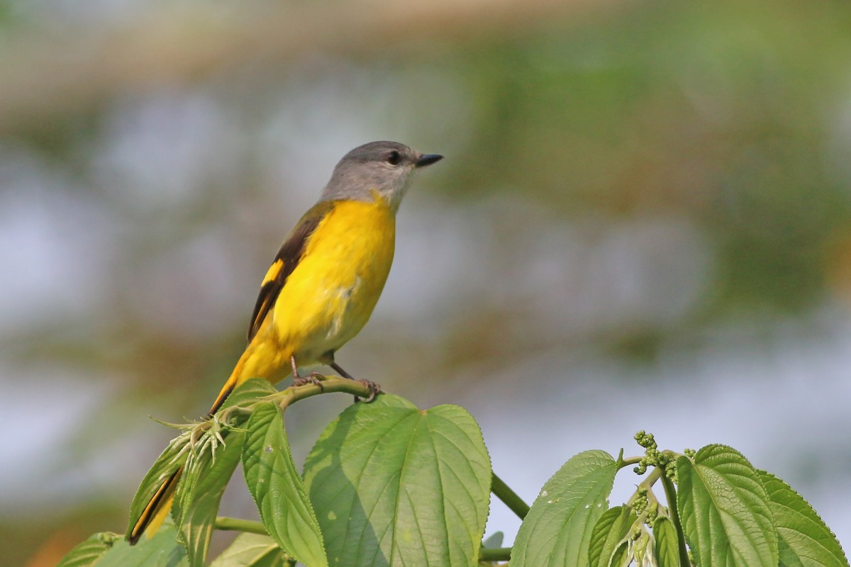 Graukehl-Mennigvogel - ML641912083