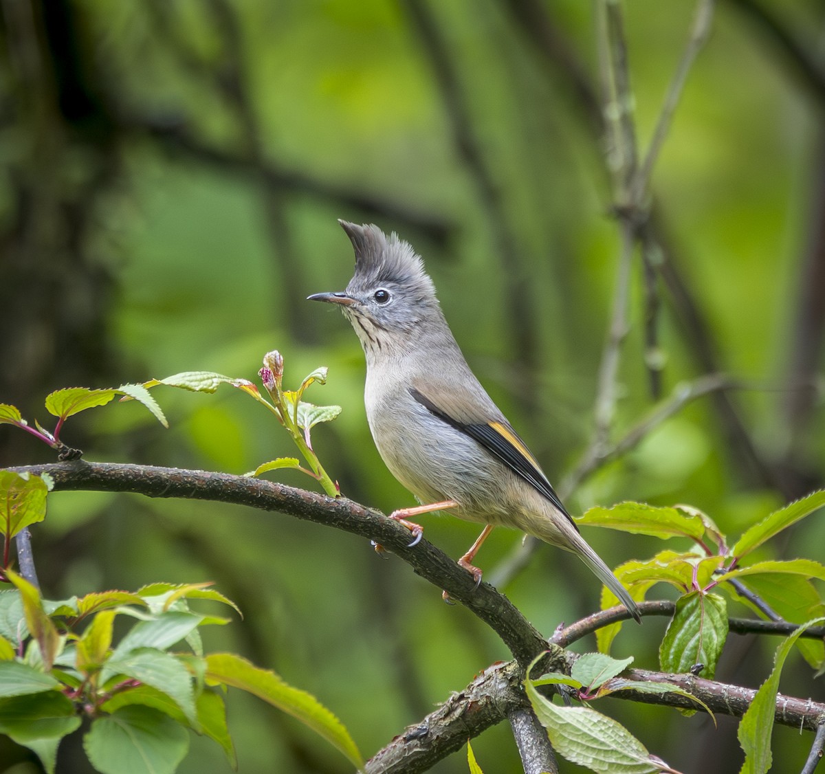 Stripe-throated Yuhina - ML641912086