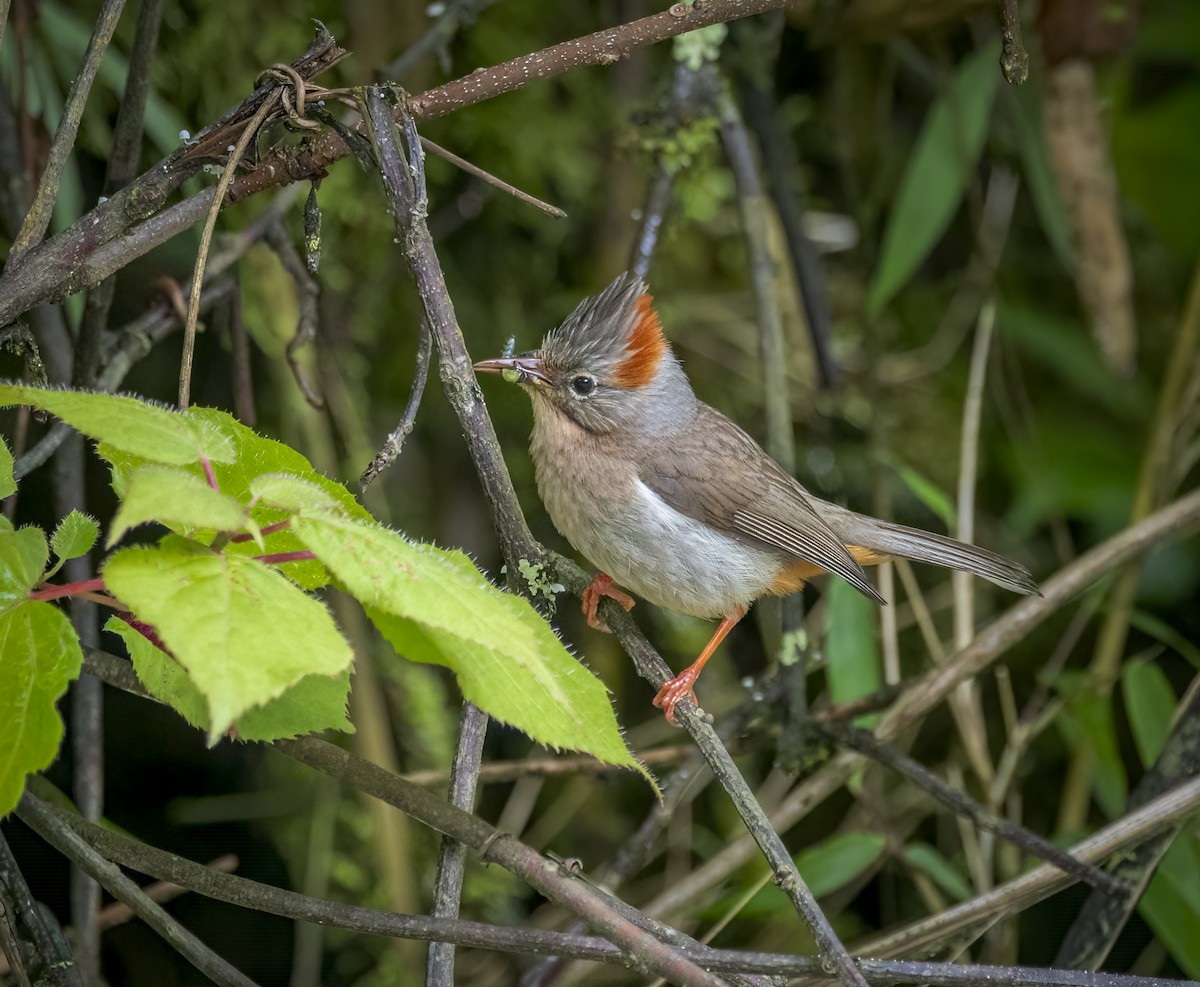 Rufous-vented Yuhina - ML641912095