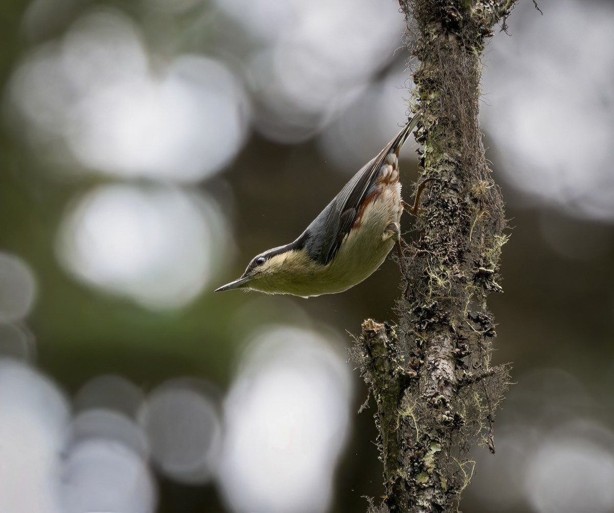 Chestnut-vented Nuthatch - ML641912099