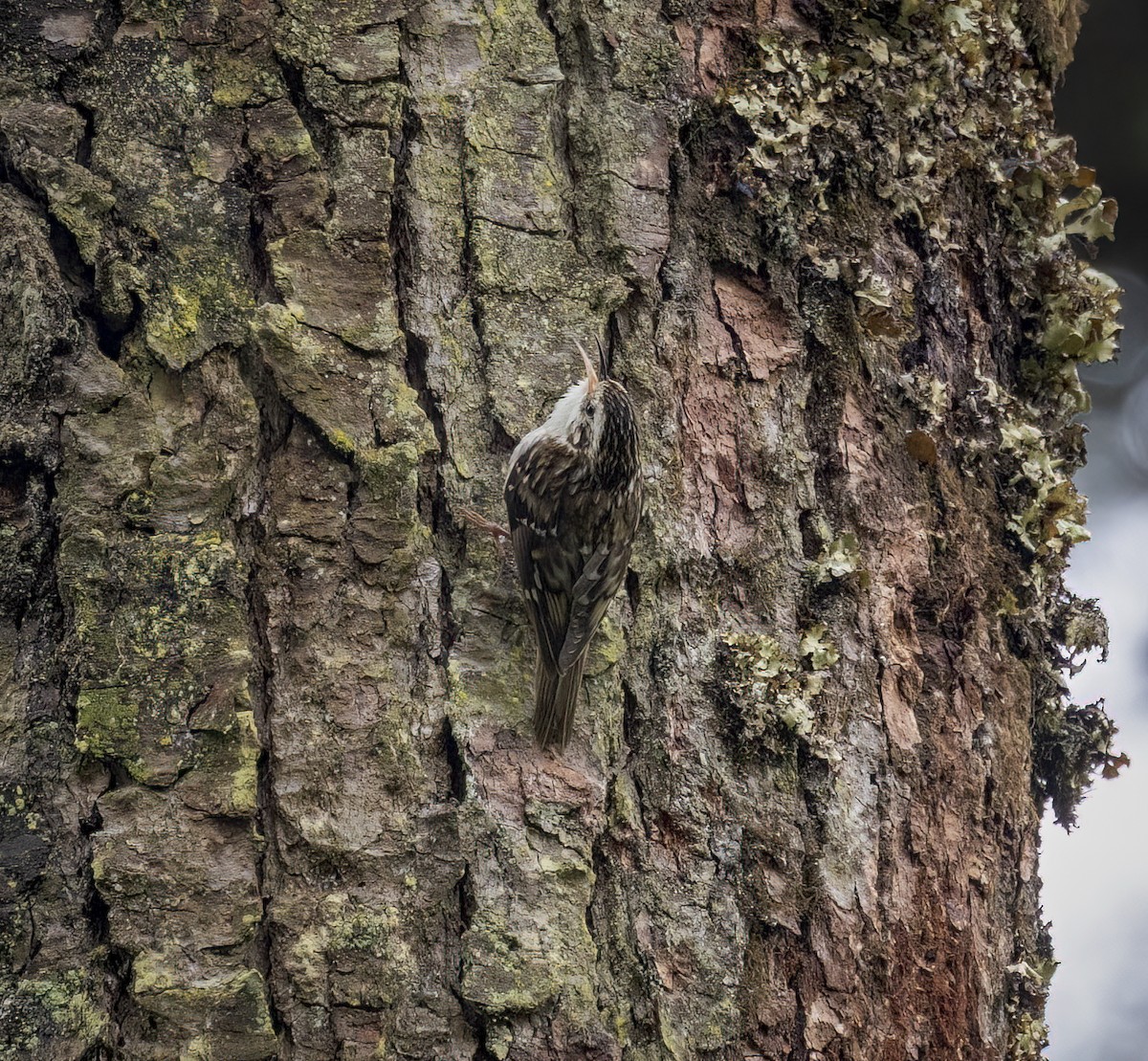 Hodgson's Treecreeper - ML641912105