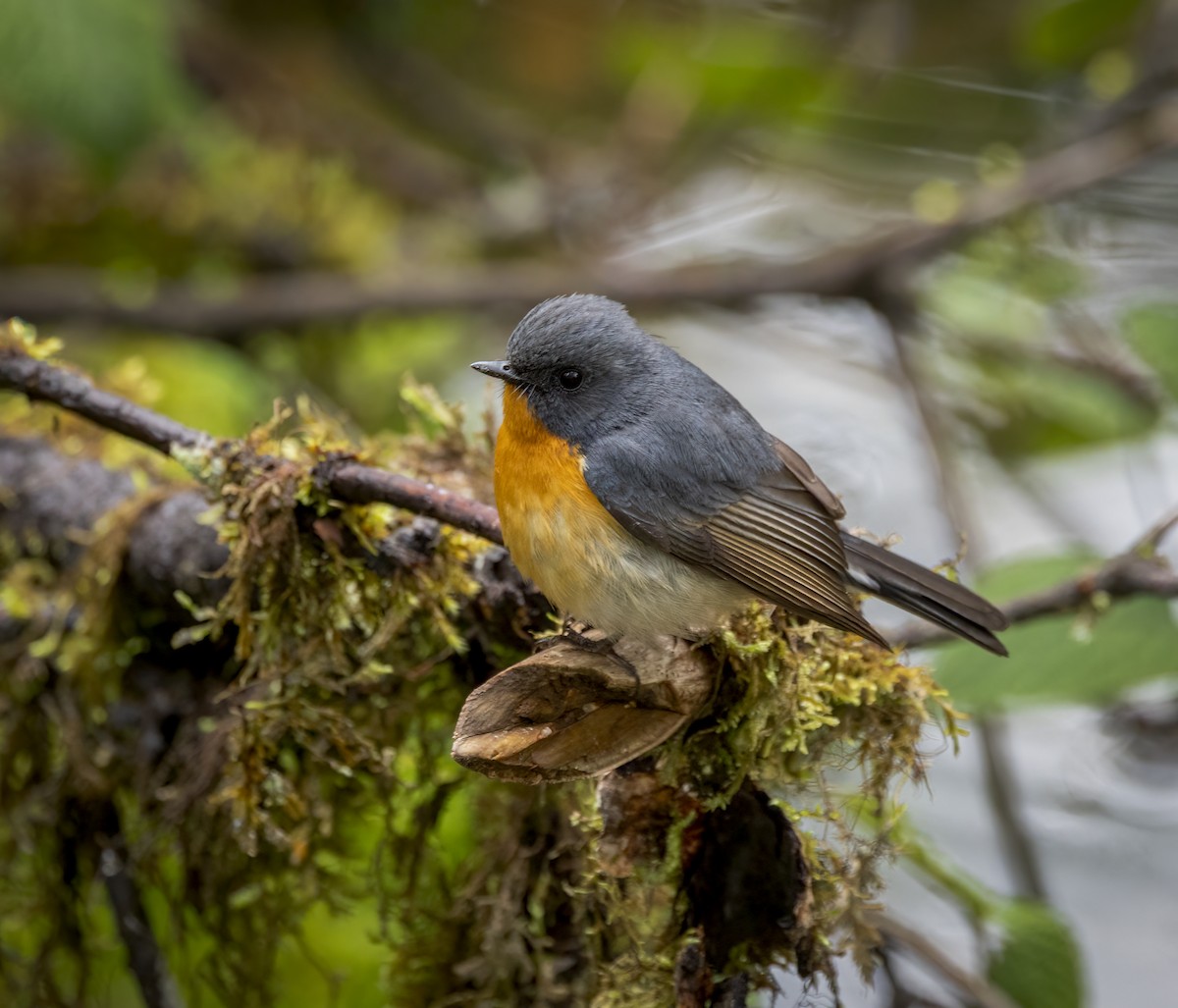 Slaty-backed Flycatcher - ML641912115