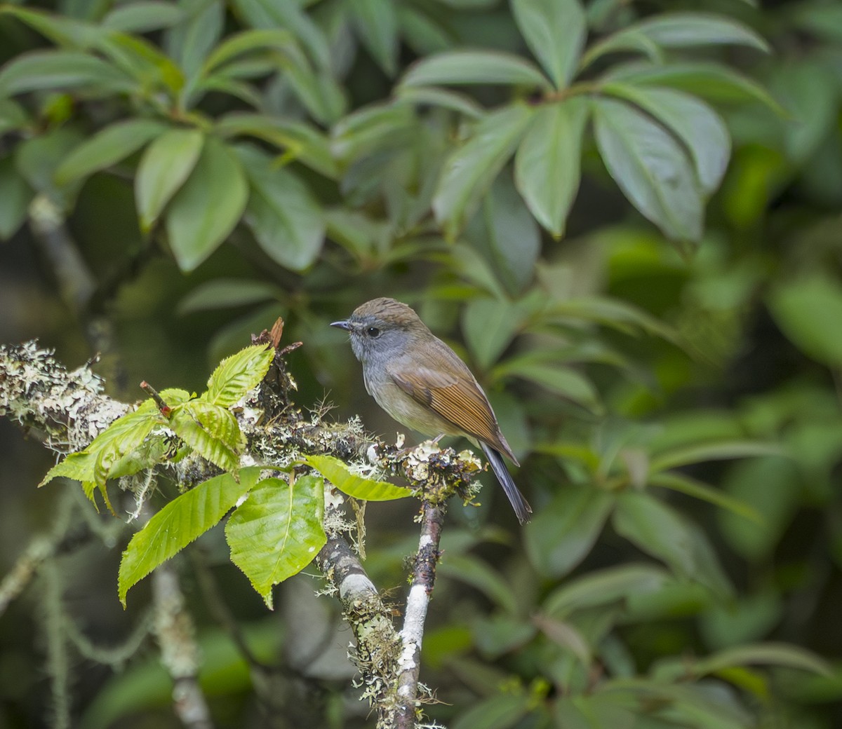 Rufous-gorgeted Flycatcher - ML641912122