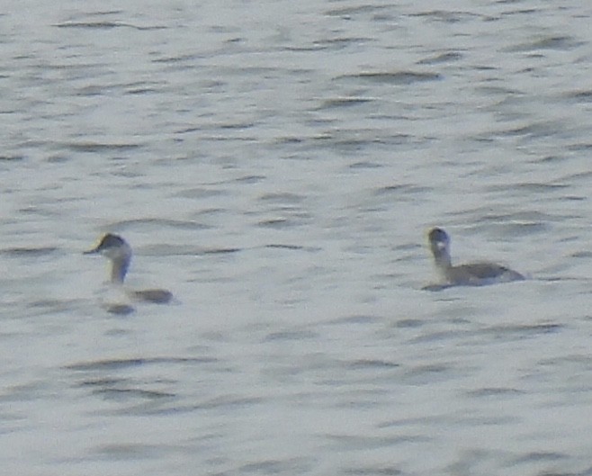 Eared Grebe - ML641912123
