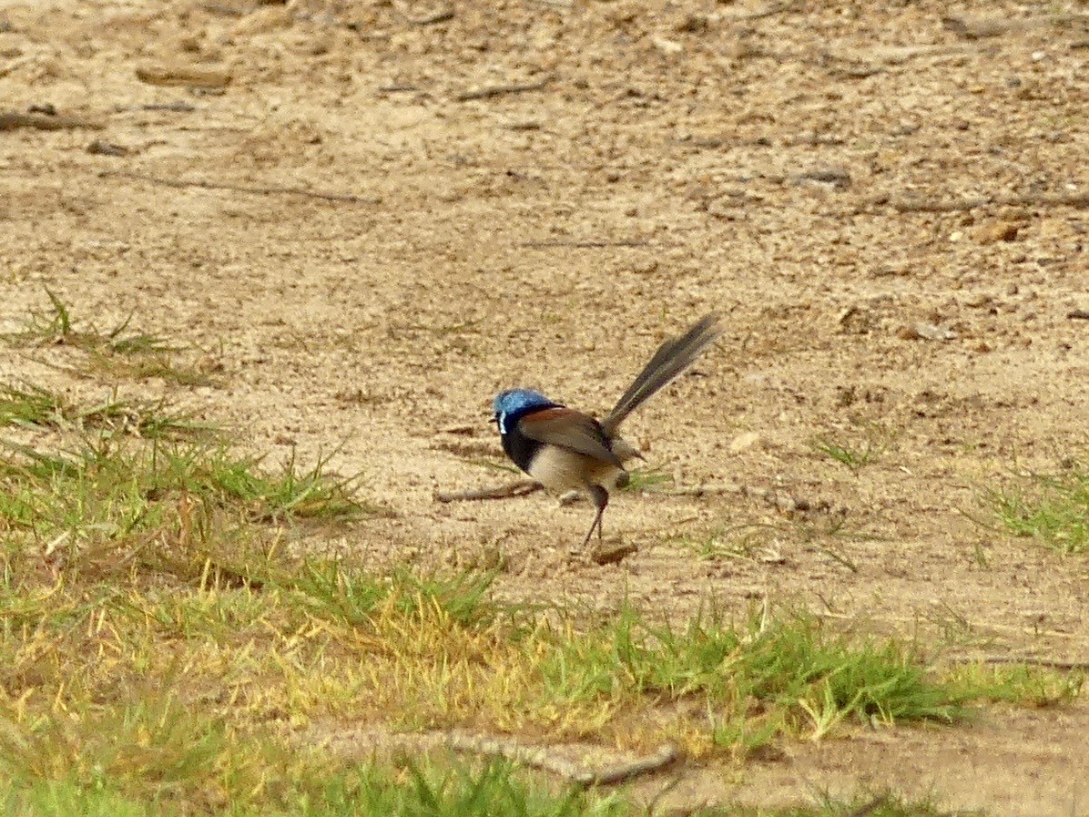 Red-winged Fairywren - ML641912133