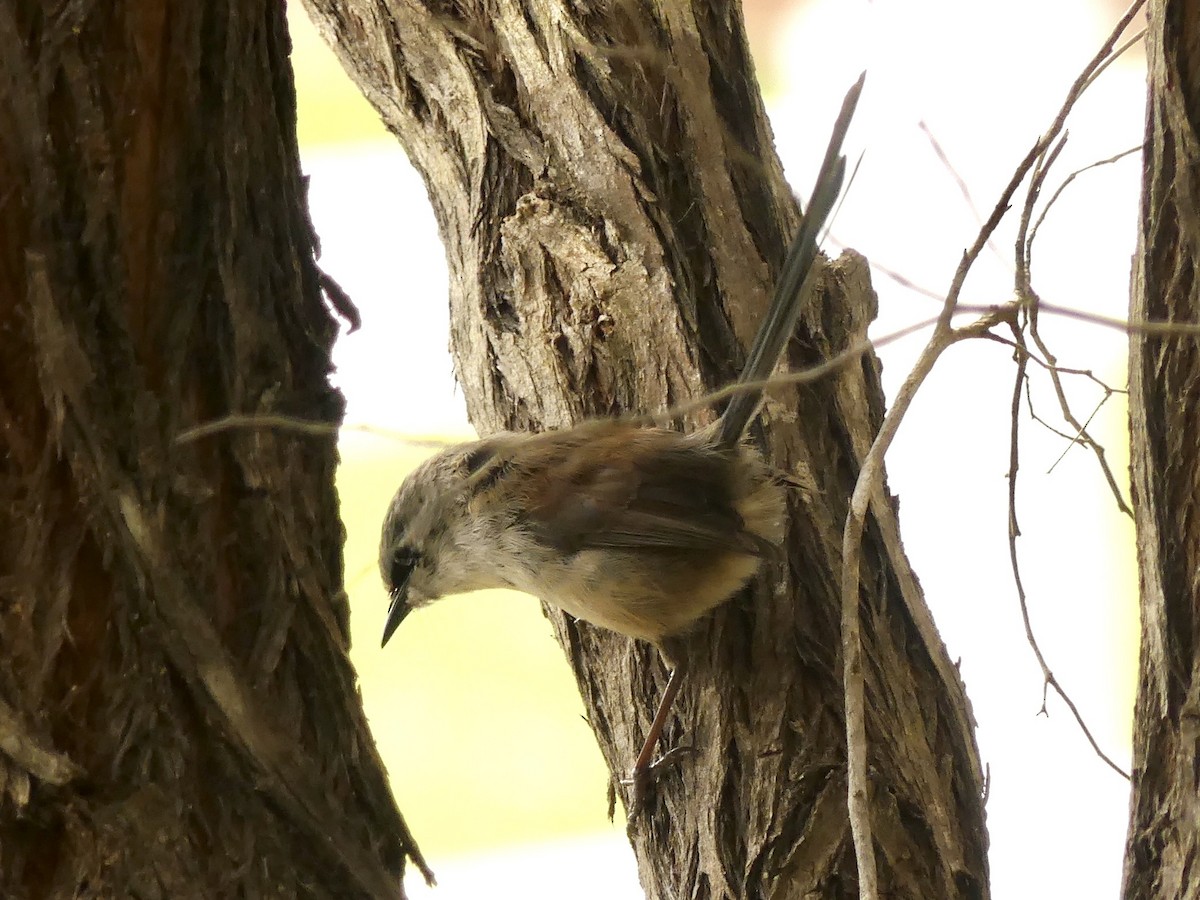 Red-winged Fairywren - ML641912134