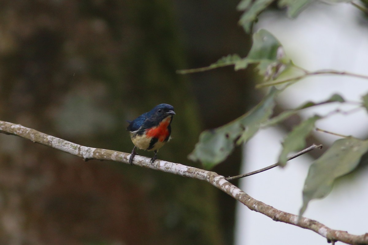 Fire-breasted Flowerpecker (Taiwan) - ML641912136