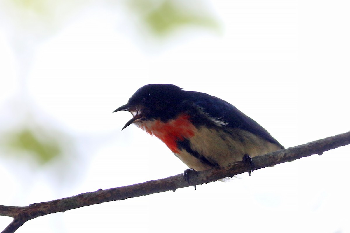 Fire-breasted Flowerpecker (Taiwan) - ML641912137