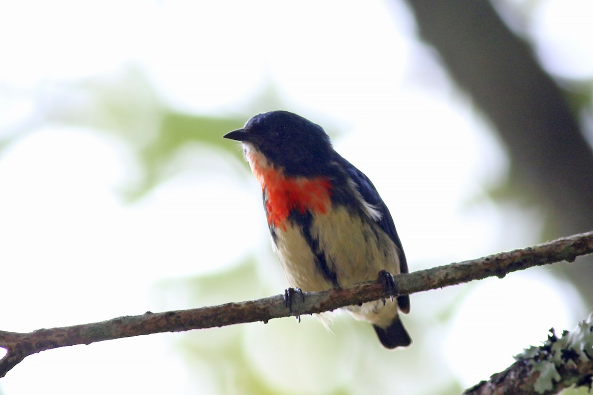Fire-breasted Flowerpecker (Taiwan) - ML641912138
