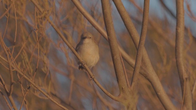 Gray Honeyeater - ML641912145
