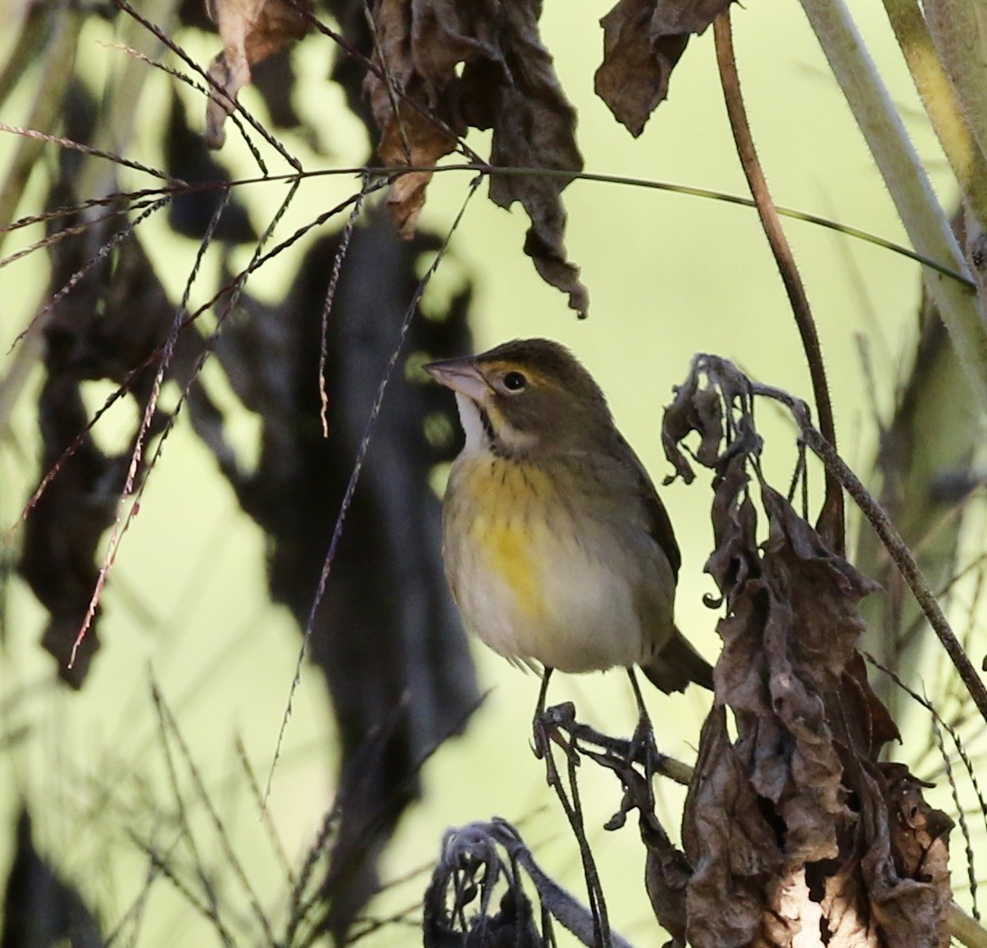Dickcissel - ML641912147