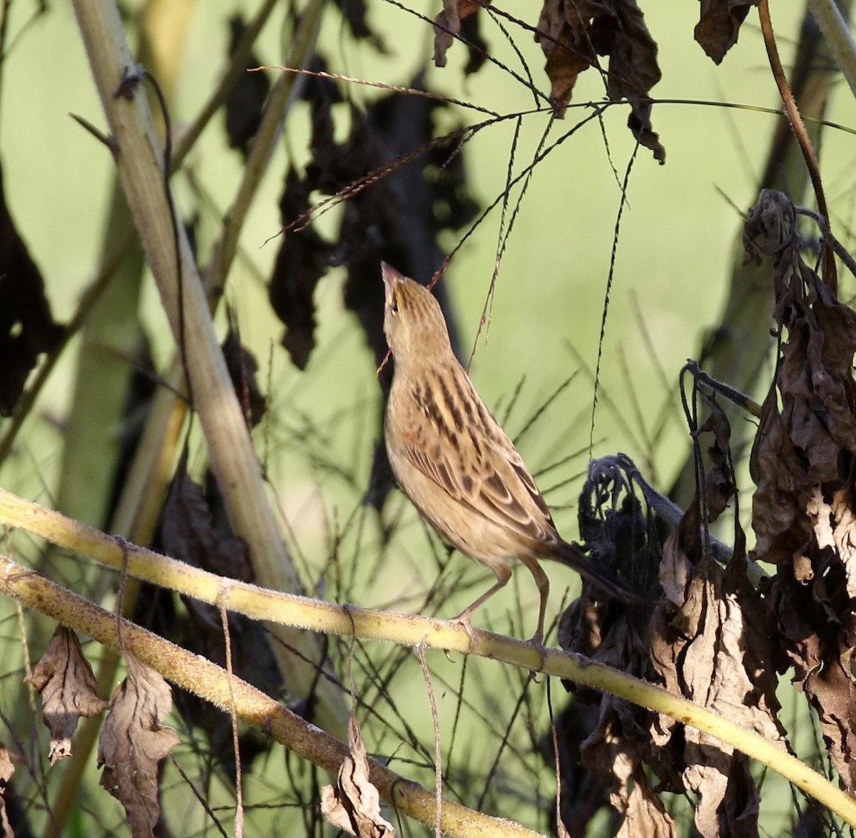Dickcissel - ML641912160