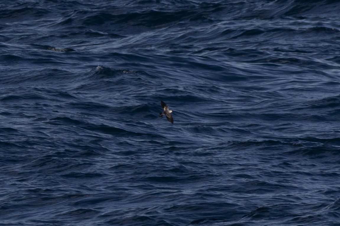 White-faced Storm-Petrel - ML641912164