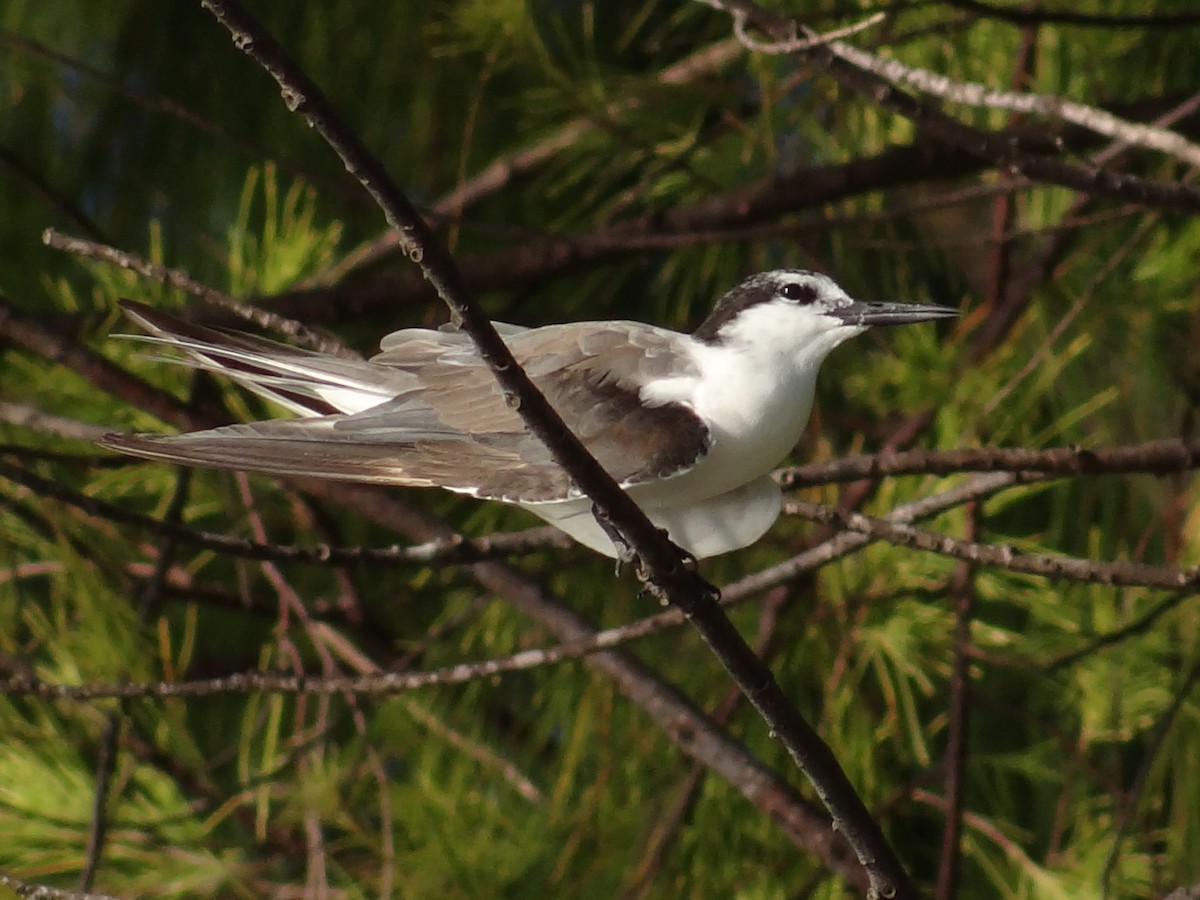 Bridled Tern - ML641912174
