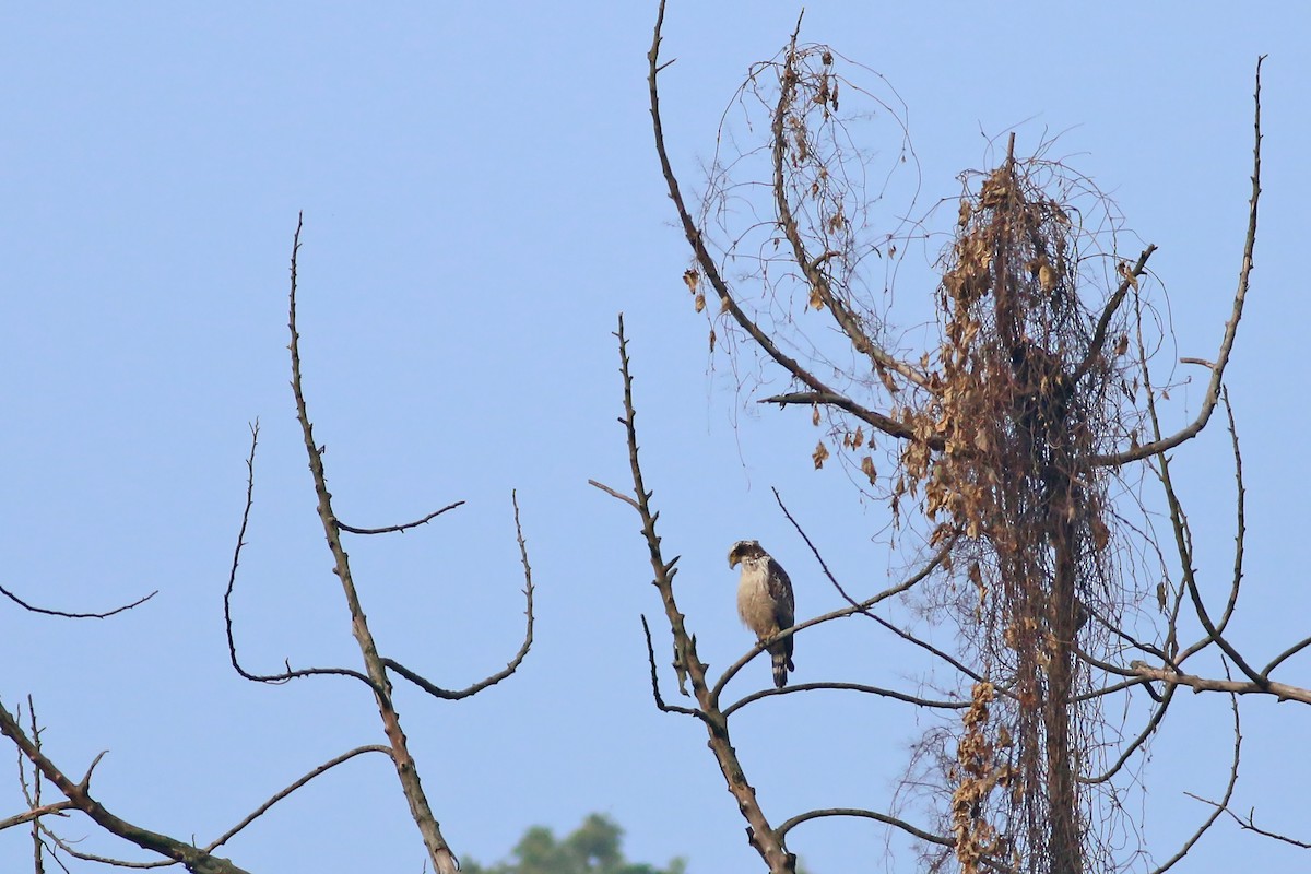Crested Serpent-Eagle - ML641912190