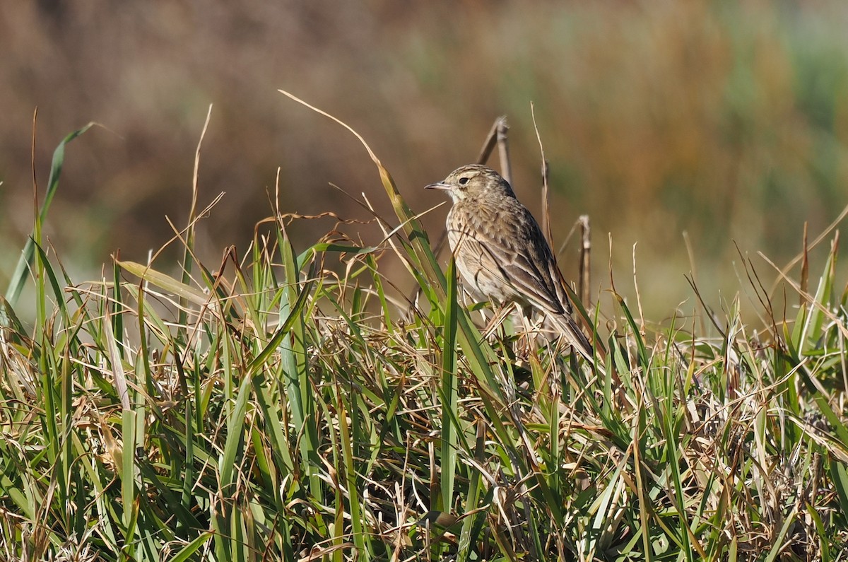 Australian Pipit - ML641912192