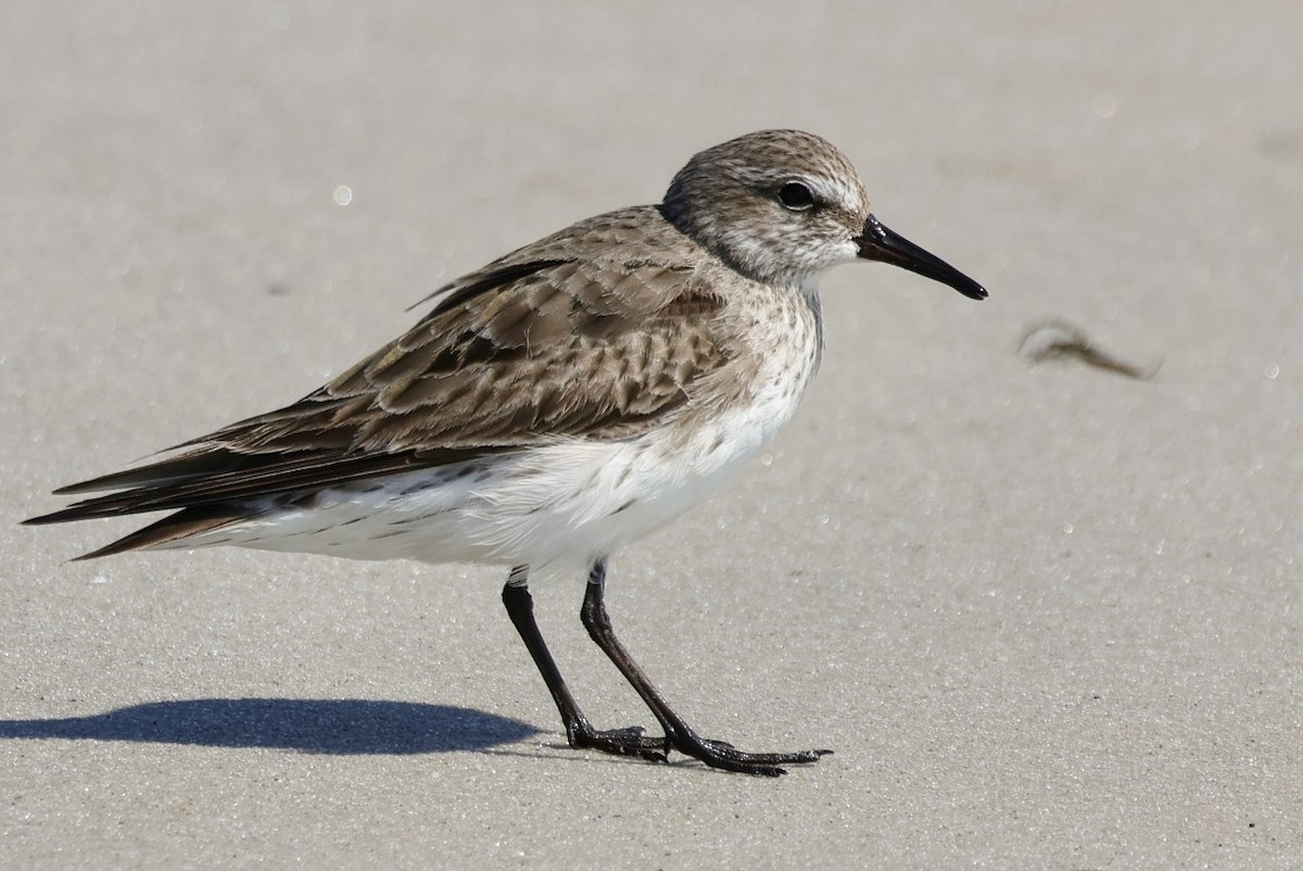 White-rumped Sandpiper - ML641912206