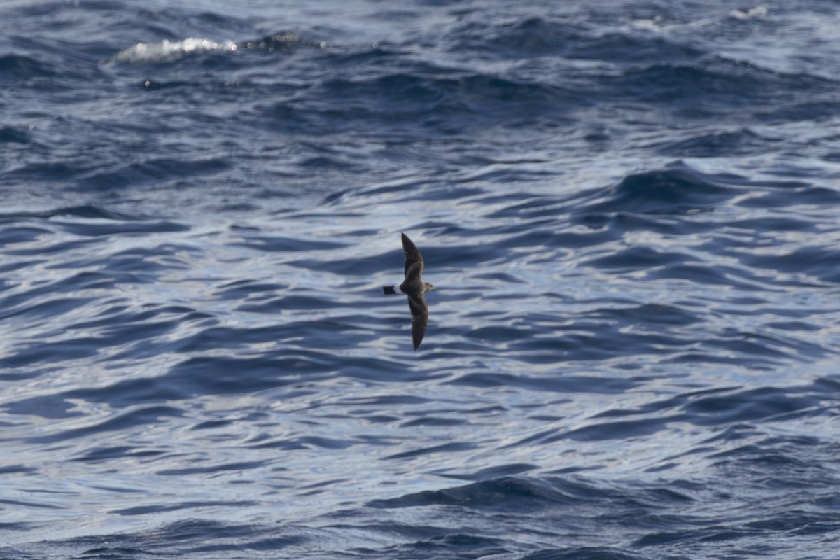 Band-rumped Storm-Petrel - ML641912218
