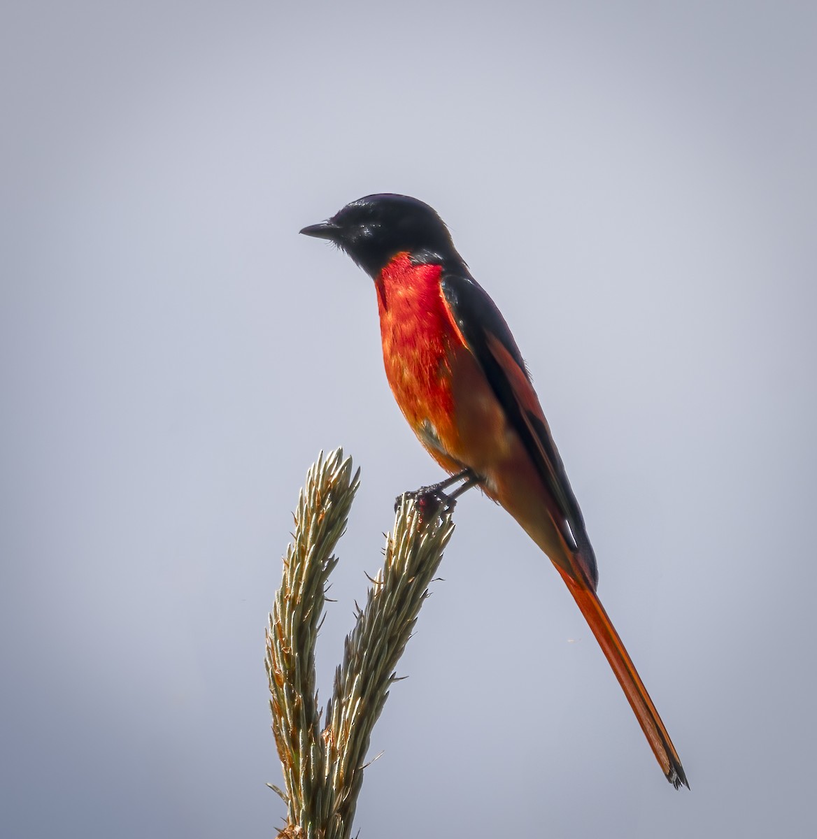 Long-tailed Minivet - ML641912225