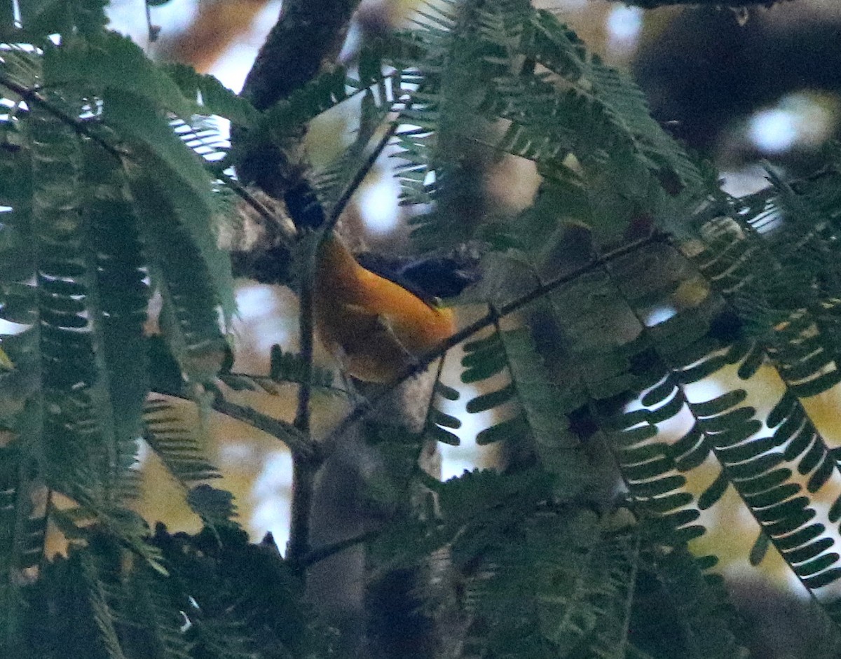 Golden-rumped Euphonia - ML641912246