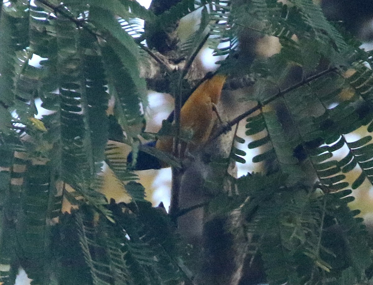 Golden-rumped Euphonia - ML641912247