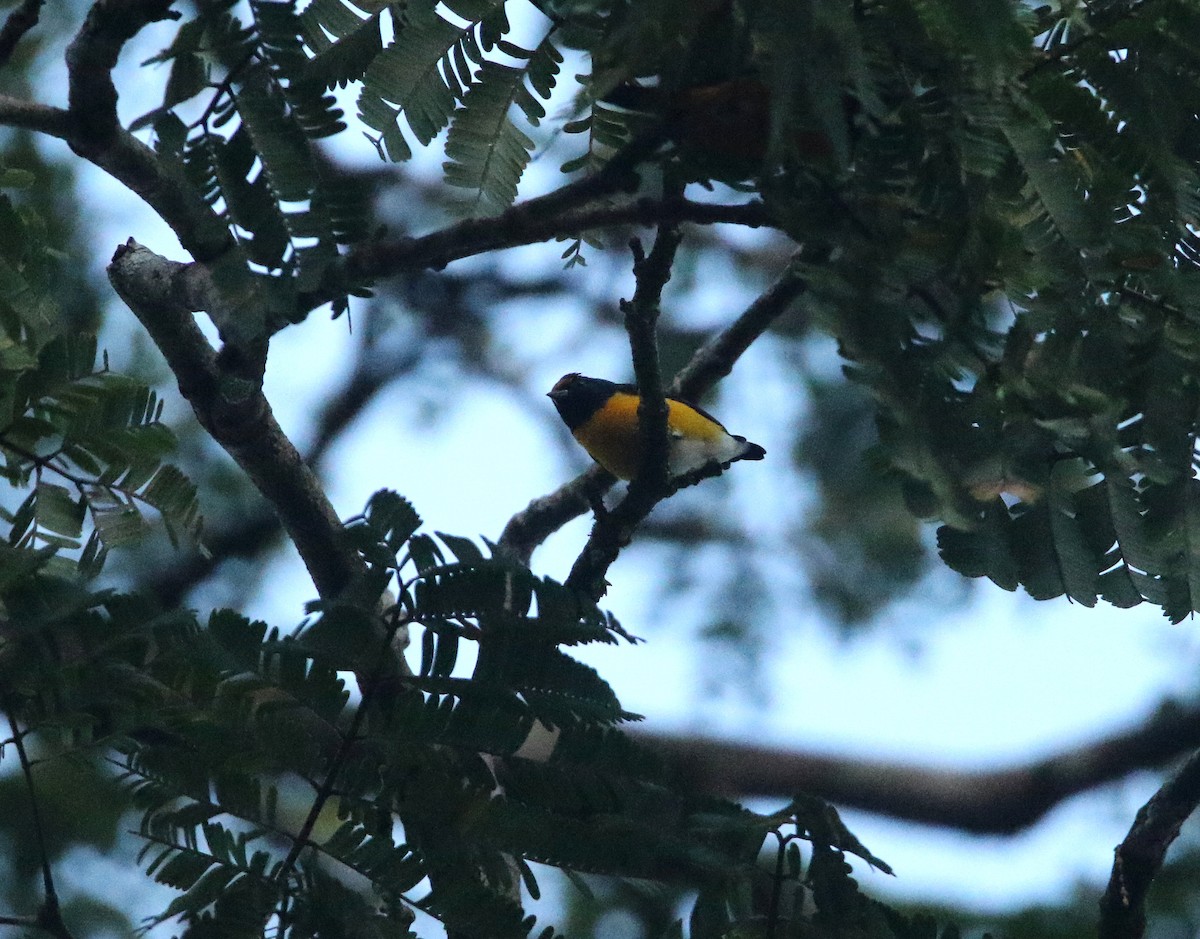 White-vented Euphonia - ML641912258