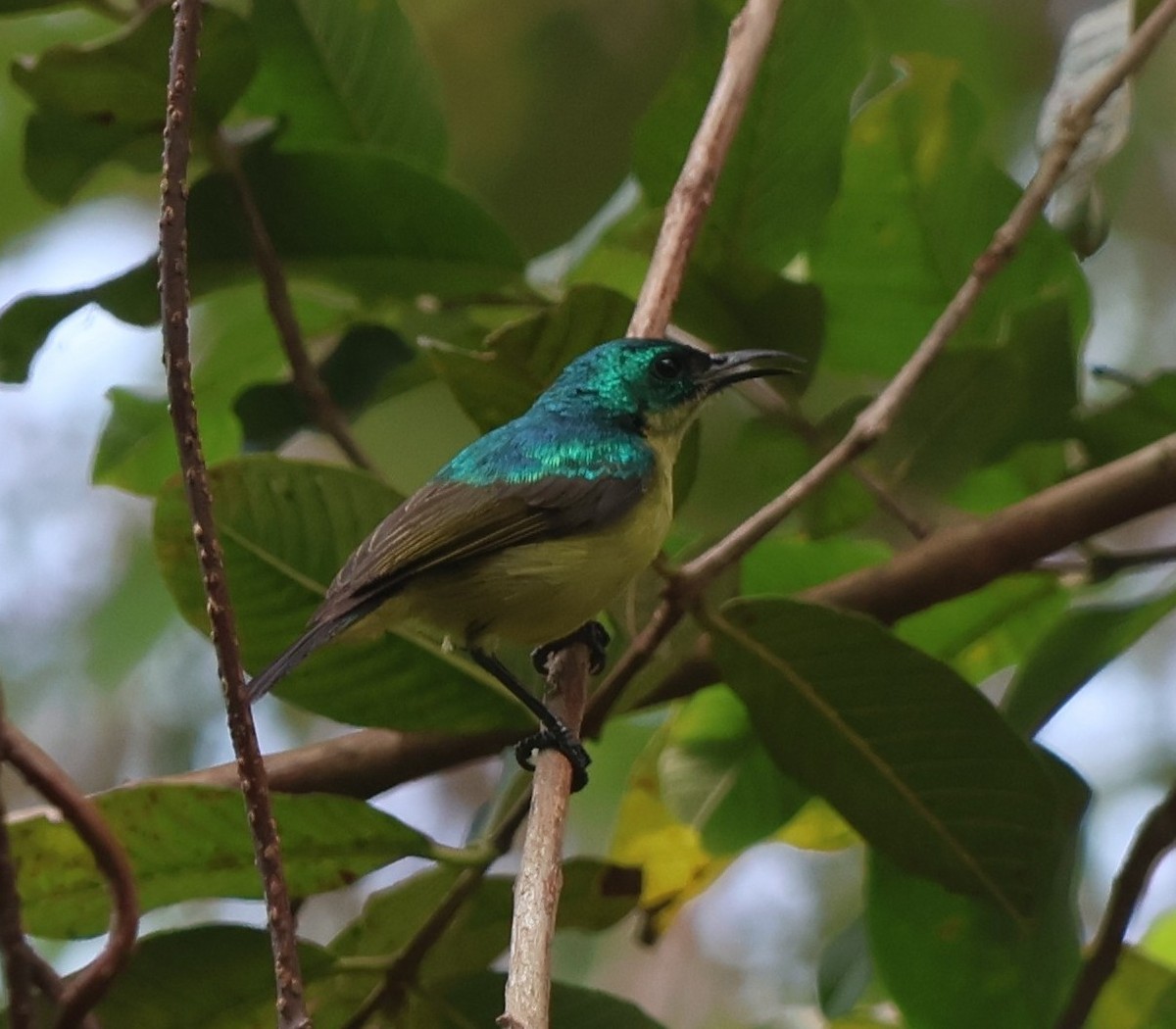 Collared Sunbird - ML641912264