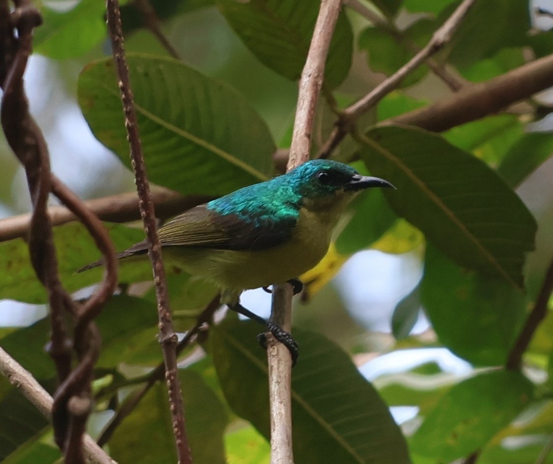 Collared Sunbird - ML641912268