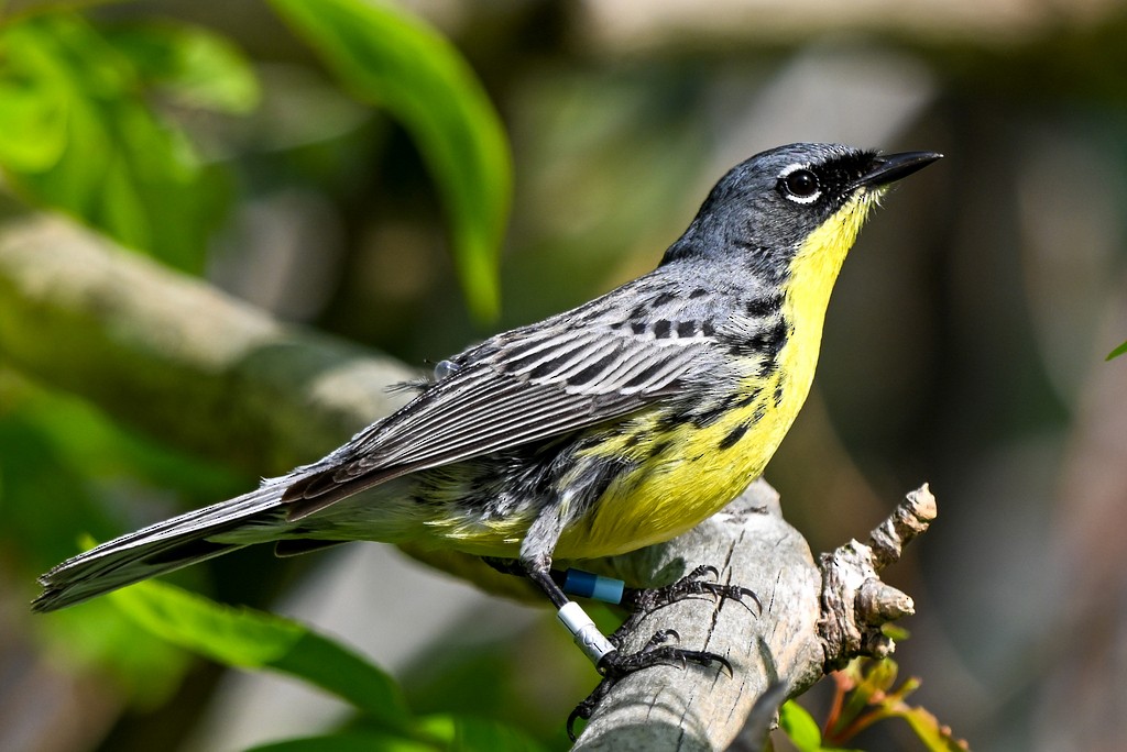 Kirtland's Warbler - ML641912282