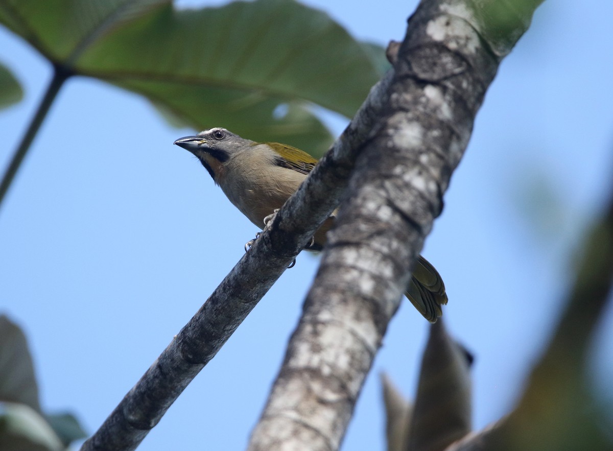 Buff-throated Saltator - ML641912289