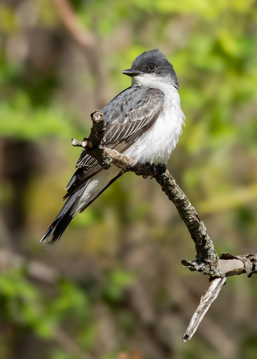Eastern Kingbird - ML641912301