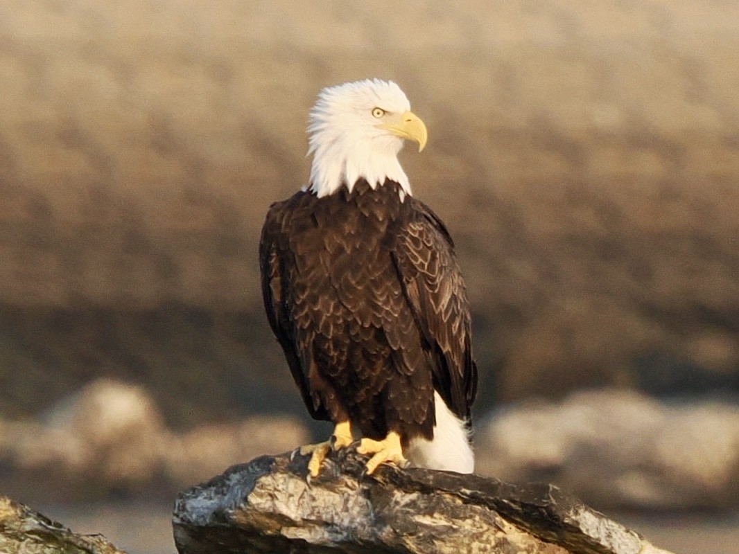 Bald Eagle - ML641912305