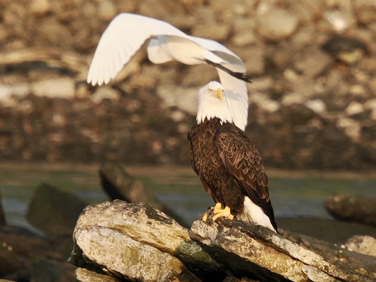 Bald Eagle - ML641912306