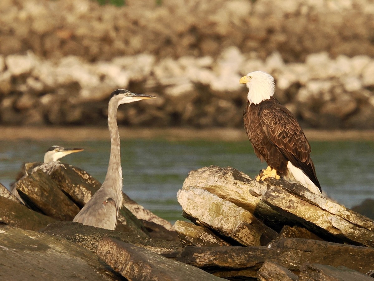 Bald Eagle - ML641912307