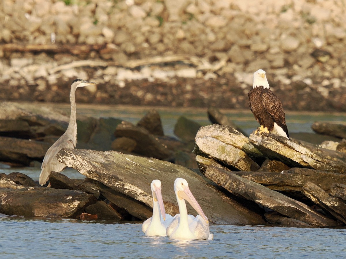 Bald Eagle - ML641912308