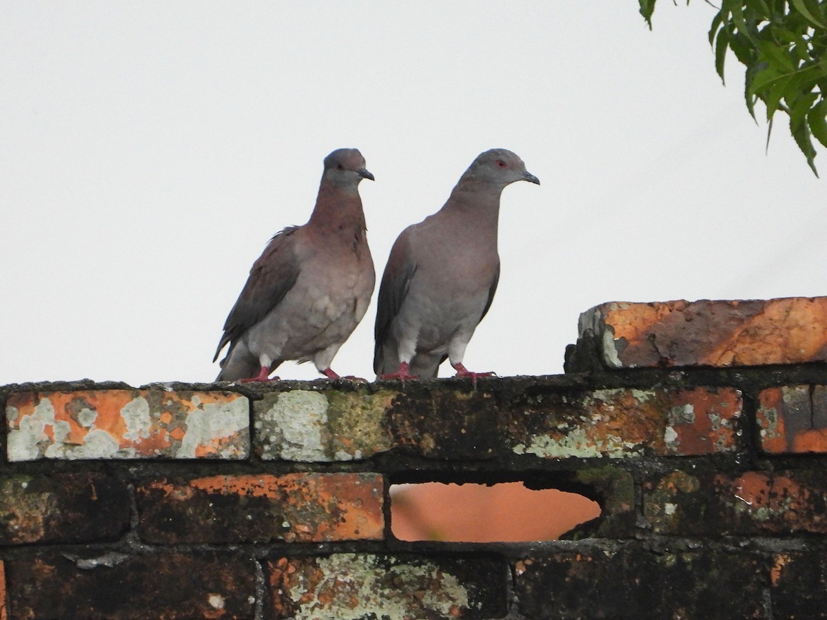 Pale-vented Pigeon - ML641912317