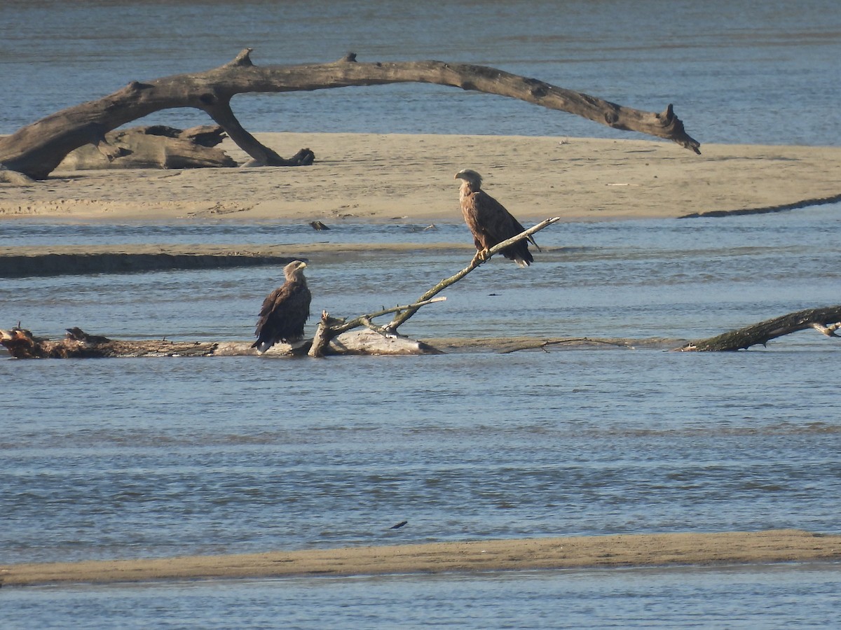 White-tailed Eagle - ML641912349