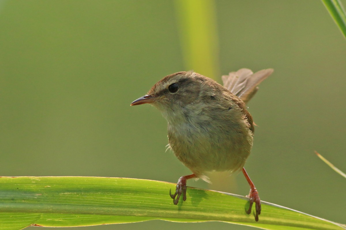 Brownish-flanked Bush Warbler (Taiwan) - ML641912354