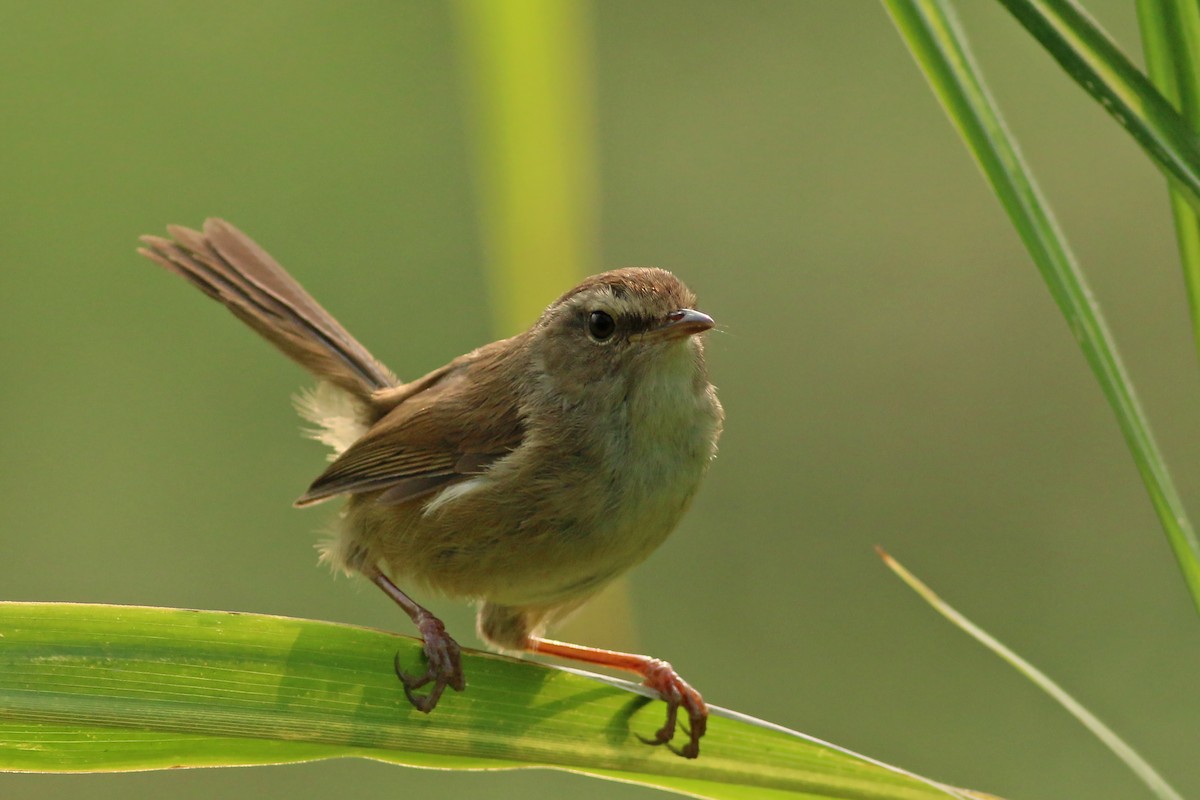Brownish-flanked Bush Warbler (Taiwan) - ML641912355
