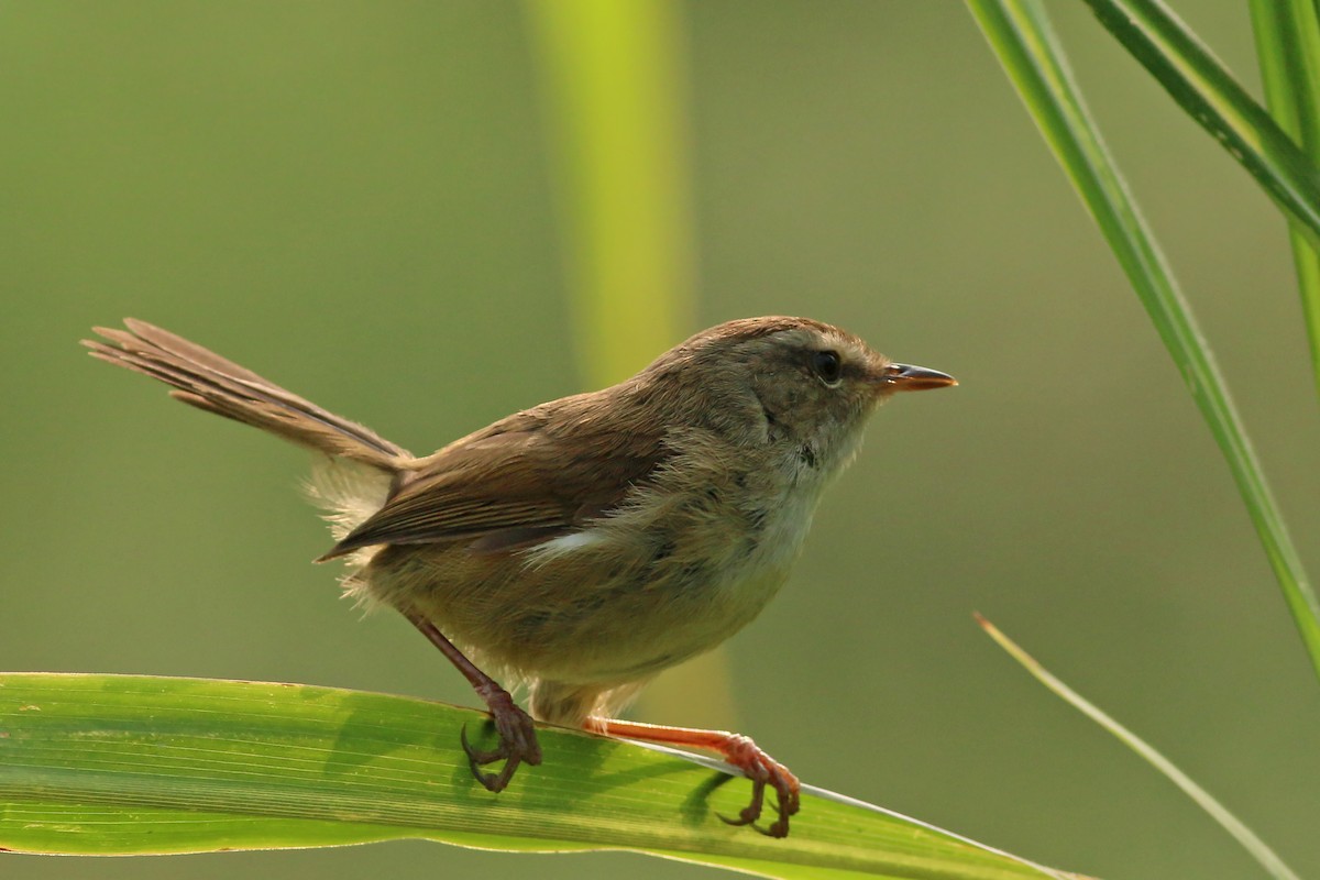Brownish-flanked Bush Warbler (Taiwan) - ML641912356