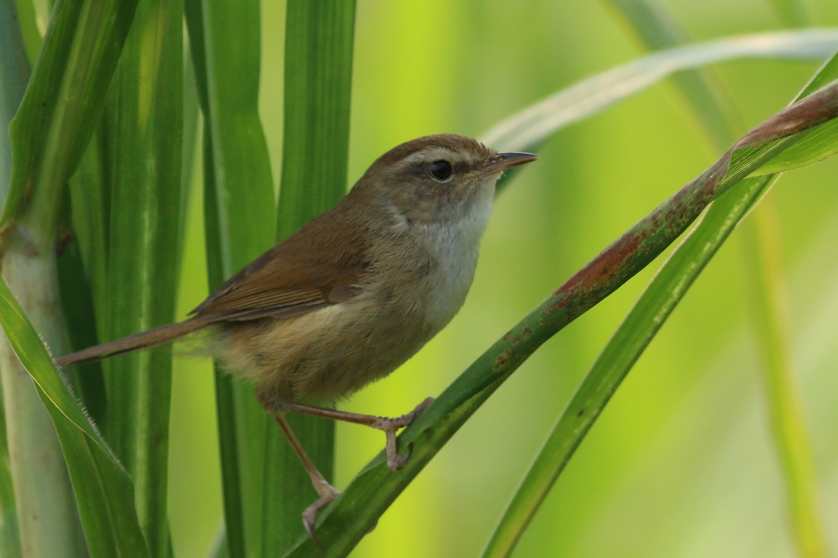 Brownish-flanked Bush Warbler (Taiwan) - ML641912357