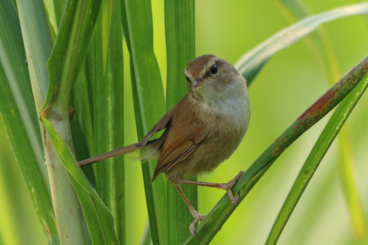 Brownish-flanked Bush Warbler (Taiwan) - ML641912358