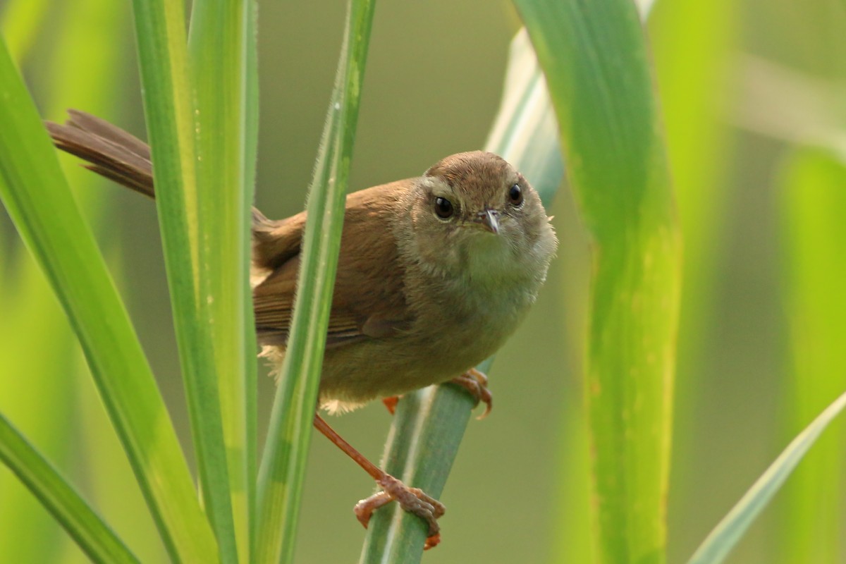 Brownish-flanked Bush Warbler (Taiwan) - ML641912359