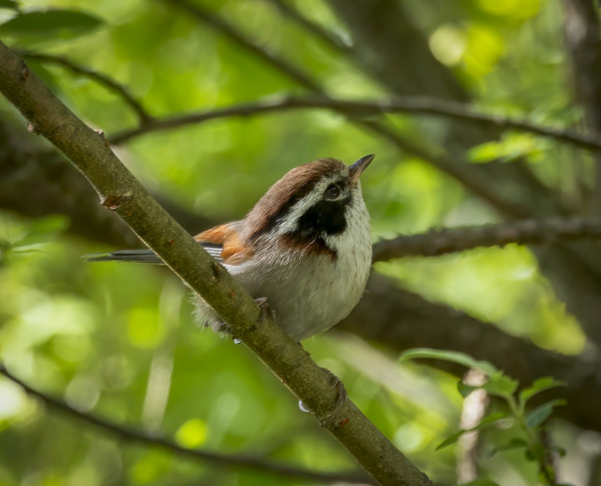 White-browed Fulvetta - ML641912360