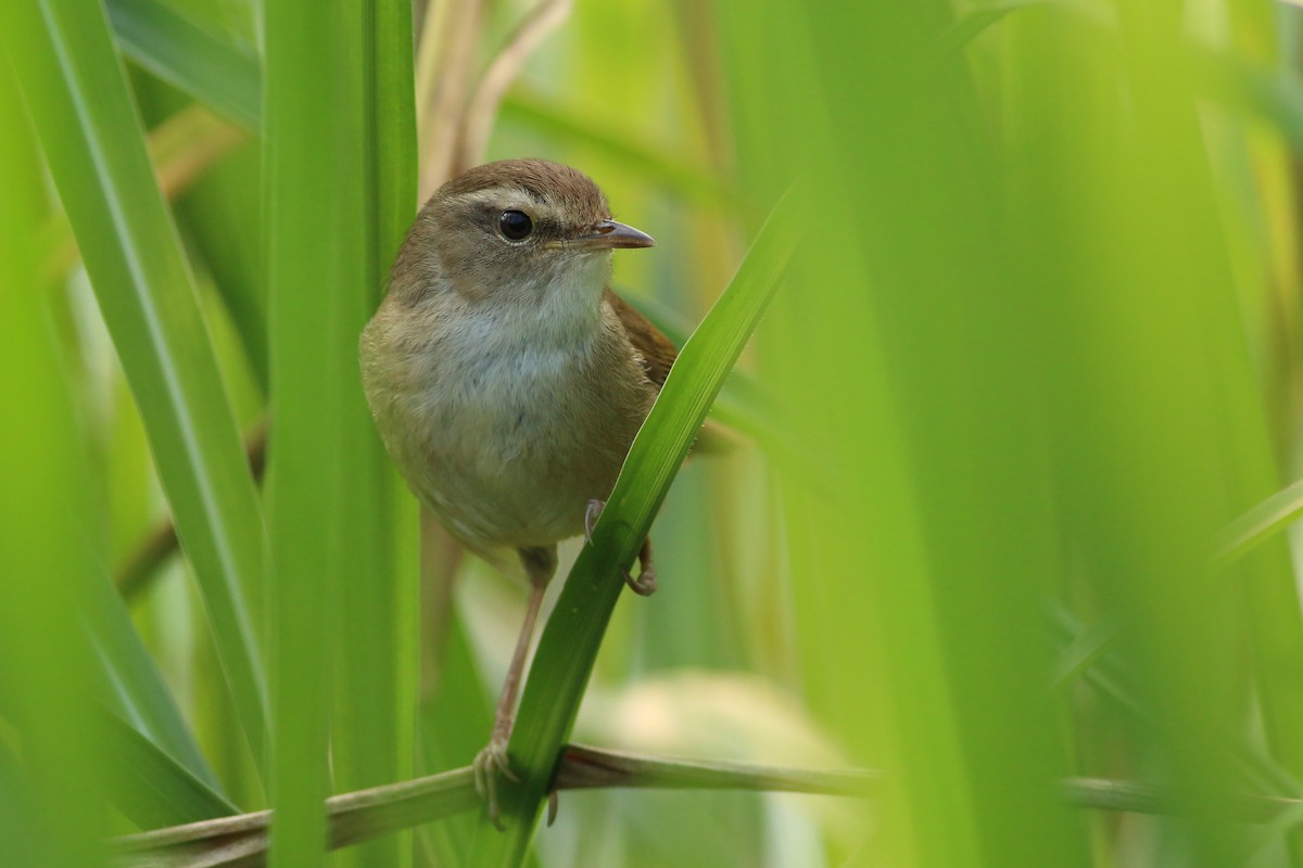 Brownish-flanked Bush Warbler (Taiwan) - ML641912361