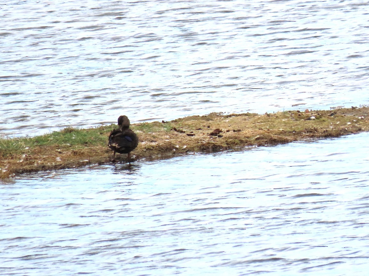 American Black Duck - ML641912369