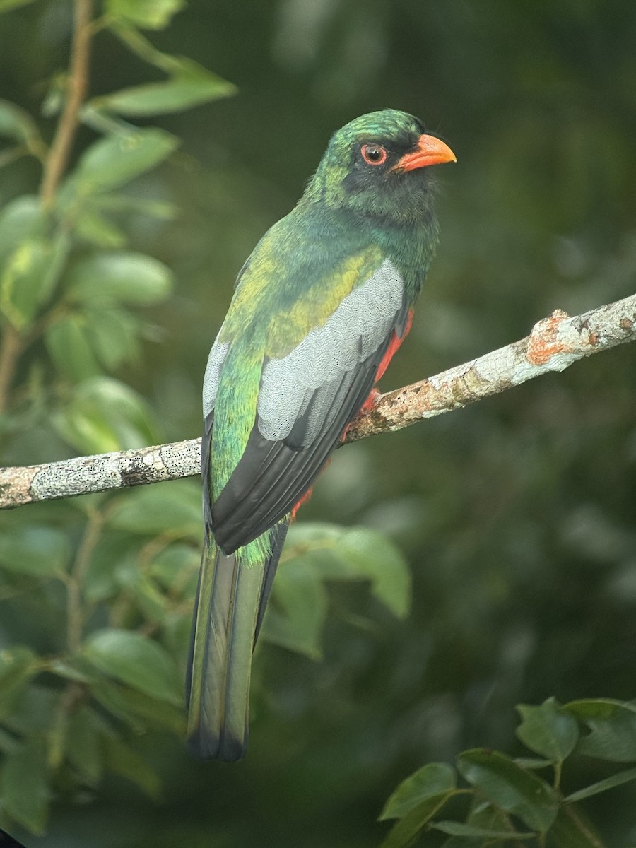 Slaty-tailed Trogon - ML641912379