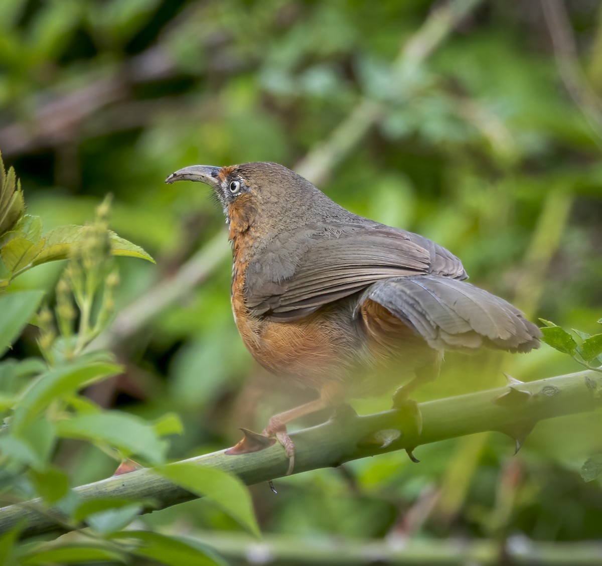 Black-streaked Scimitar-Babbler - ML641912380