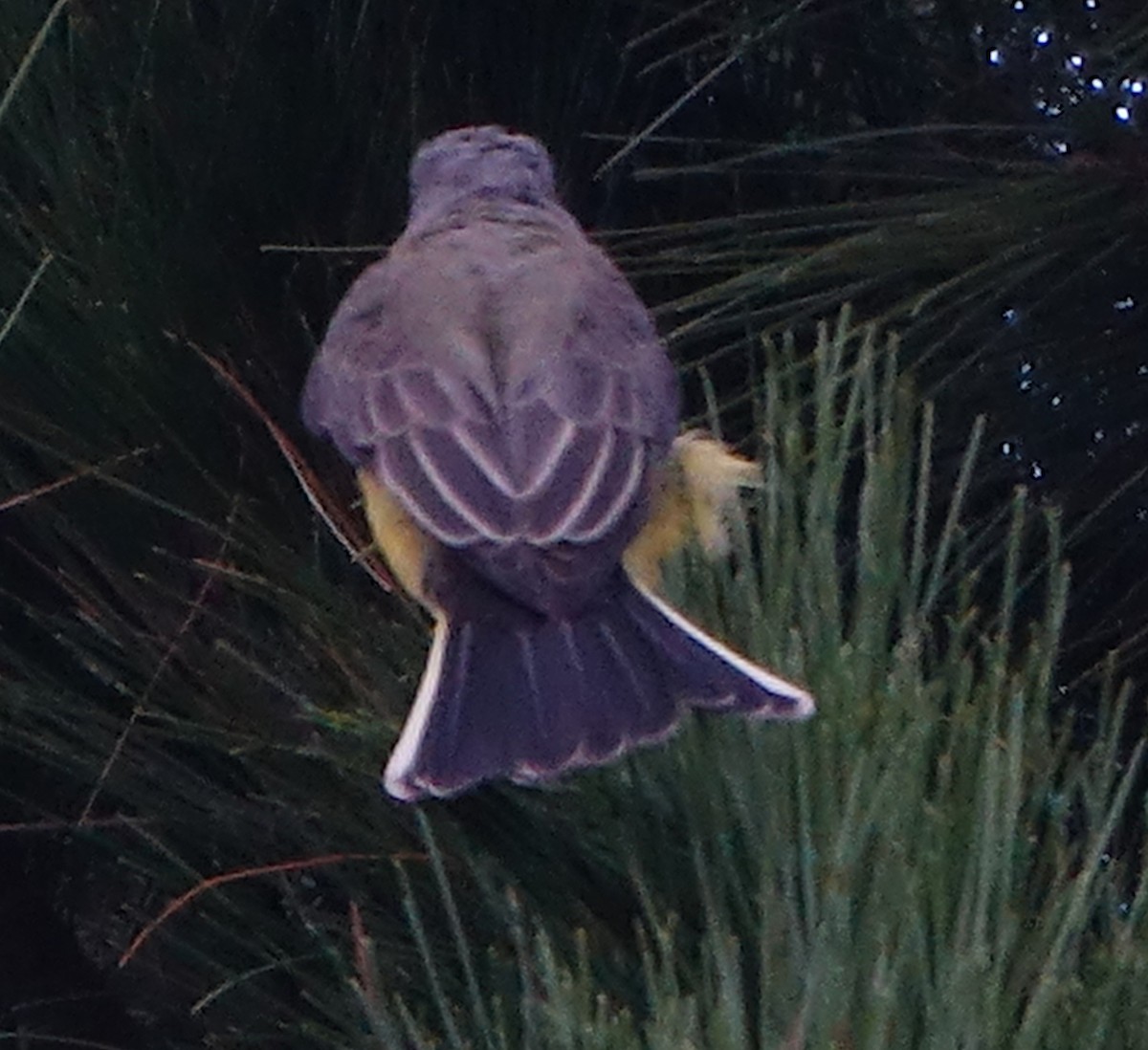Western Kingbird - ML641912386