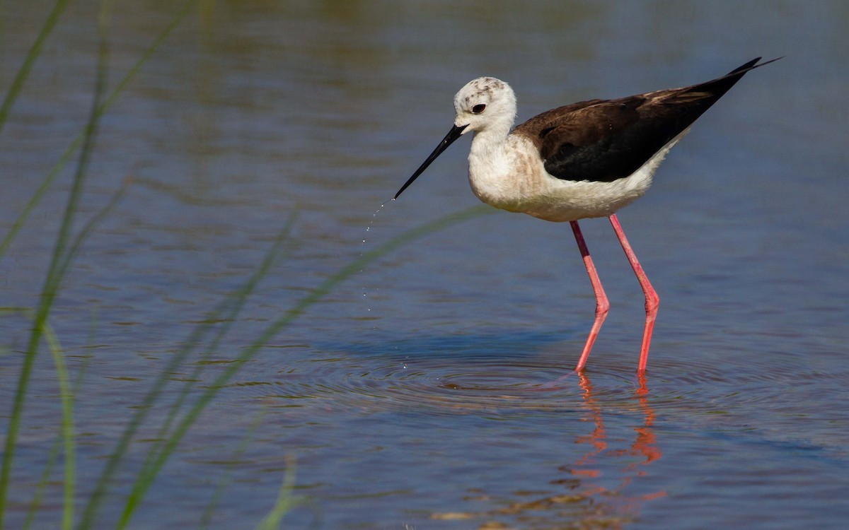 Black-winged Stilt - ML641912387